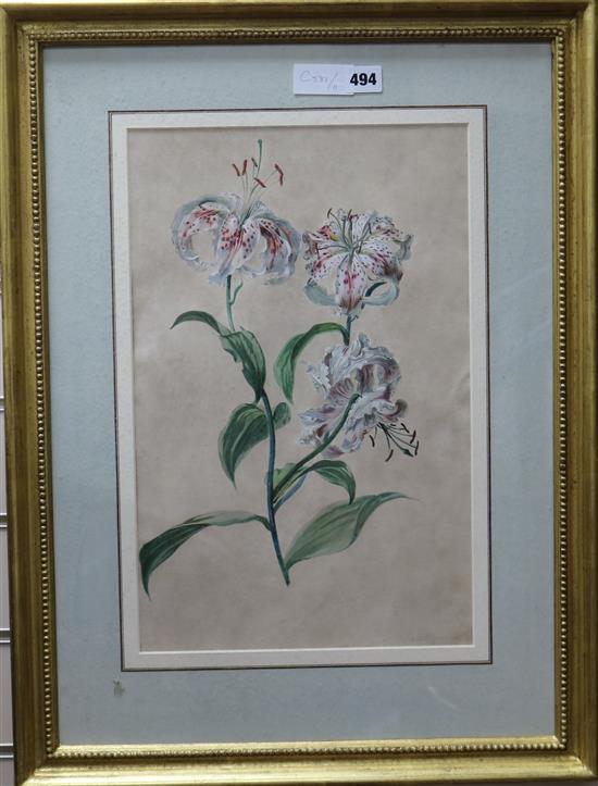 A 19th century French watercolour and gouache study of a lily, indistinctly signed in pencil, 45 x 29cm